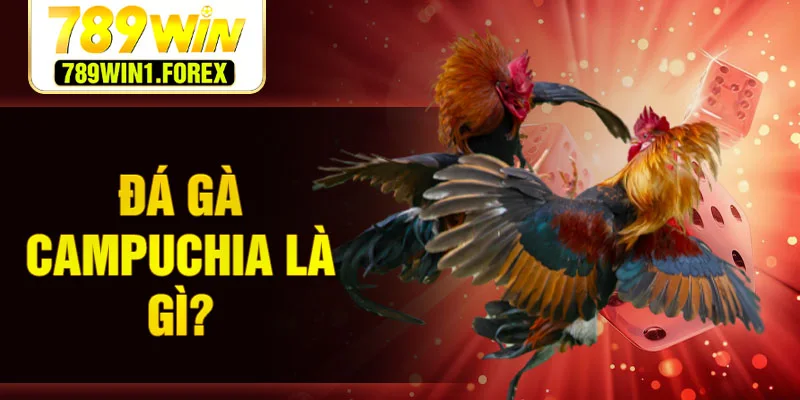 Đá gà campuchia là gì?