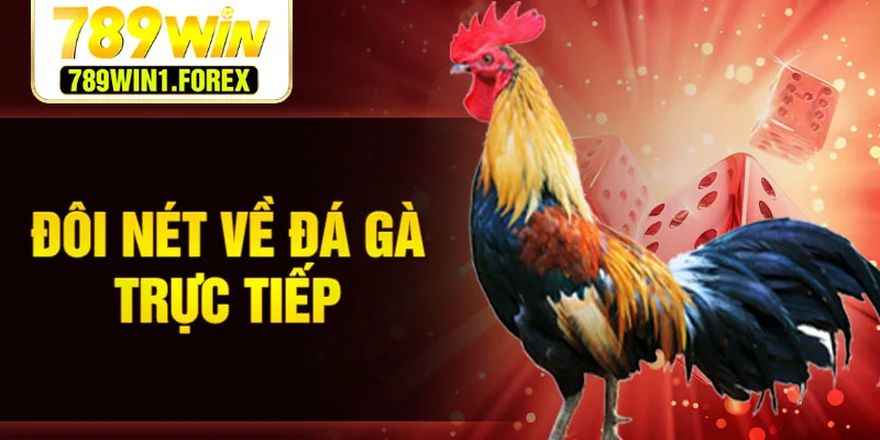 Đôi nét về đá gà trực tiếp
