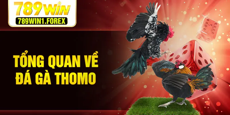 Tổng quan về đá gà thomo